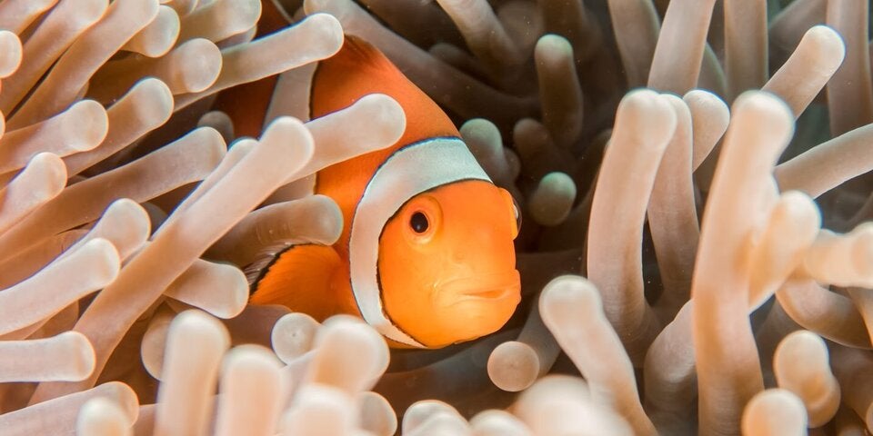 Bei einer Schnorchelsafari entdeckt man die bunte Unterwasserwelt.  