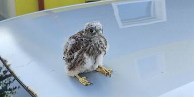 Geschwächter Jungfalke strandete in Siedlung