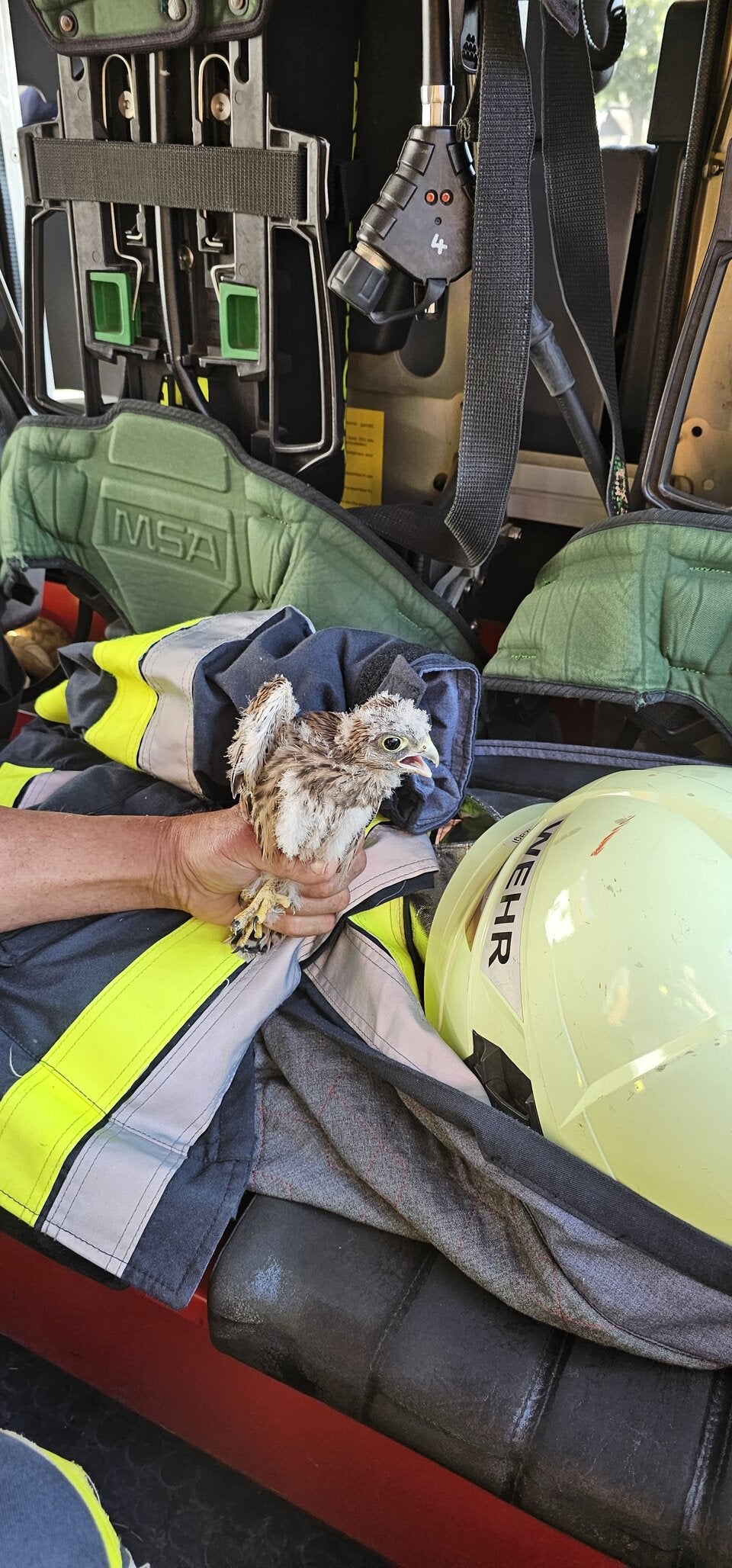 Geschwächter Jungfalke strandete in Siedlung
