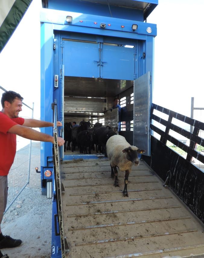 Gut Aiderbichl Ziegen Schafe