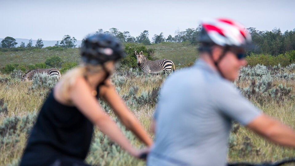 Safari mal anders: Am Meer, in der Luft oder am Bike