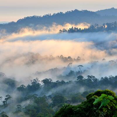 Foto 9 - Canopy Walkway Credit Borneo Rainforest Lodge