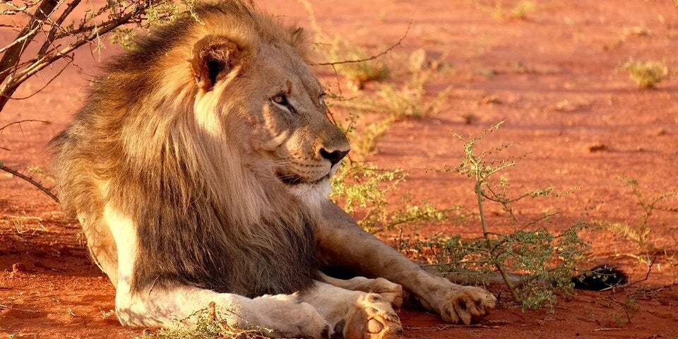 Safari mal anders: Am Meer, in der Luft oder am Bike
