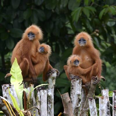 Foto 9 - Canopy Walkway Credit Borneo Rainforest Lodge