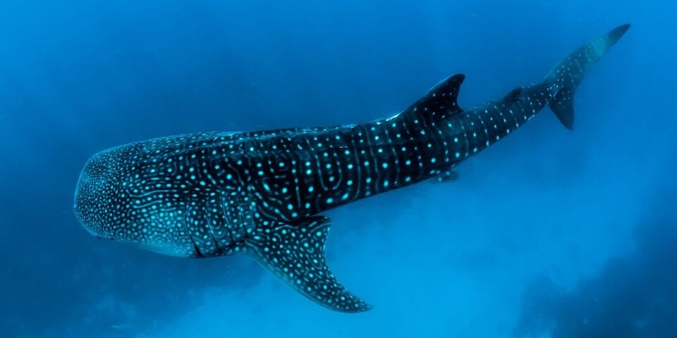 Zugleich der größte Fisch und der größte Hai der Welt. 