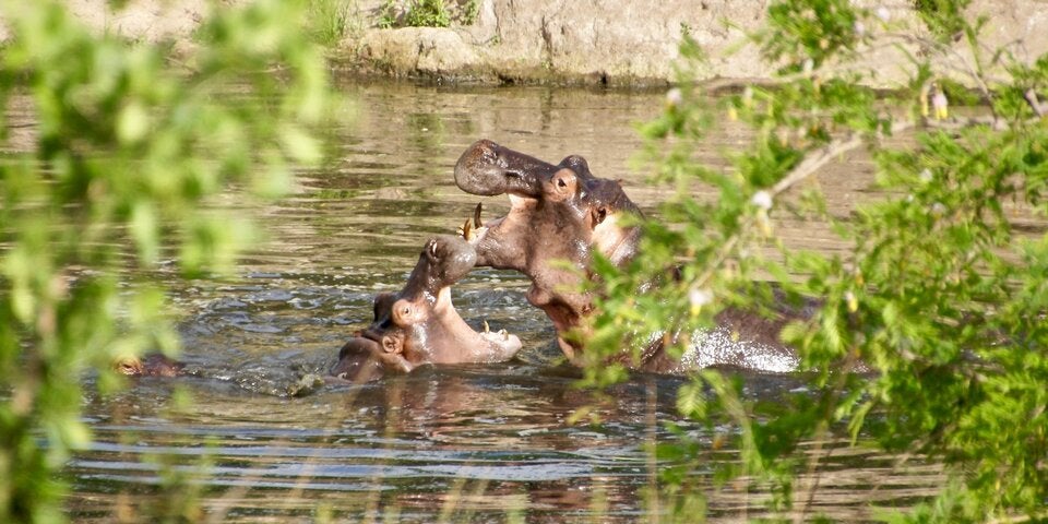 Safari mal anders: Am Meer, in der Luft oder am Bike