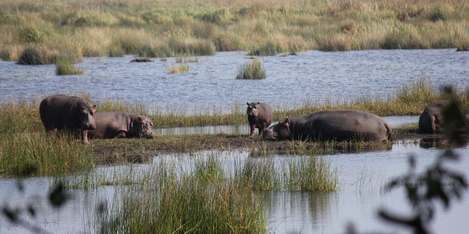 Ungezähmte Lebensfreude: Die Top 7 Nationalparks in Südafrika
