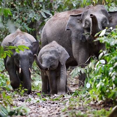 Foto 9 - Canopy Walkway Credit Borneo Rainforest Lodge
