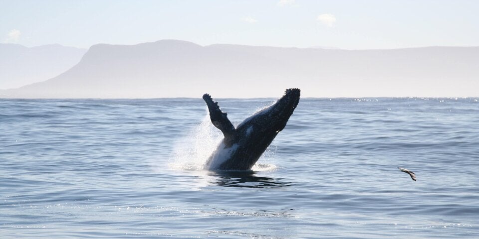 Safari mal anders: Am Meer, in der Luft oder am Bike