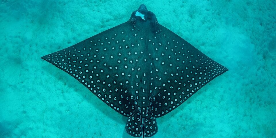 Tierische Begegnungen während einer Schnorchelsafari beim Ozen Life Maadhoo. 