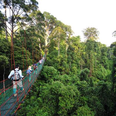 Foto 9 - Canopy Walkway Credit Borneo Rainforest Lodge