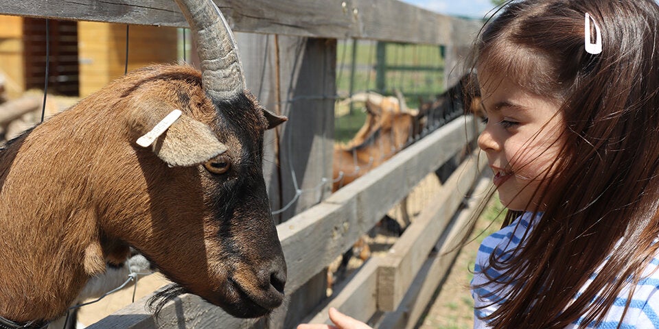 Fünf Ferien-Highlights in der Family City