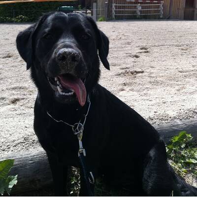 Hundewahl - Lennox, 14 Moante