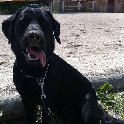 Hundewahl - Lennox, 14 Moante