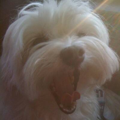 Hundewahl - Lennox, 14 Moante