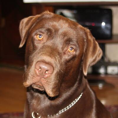 Hundewahl - Lennox, 14 Moante