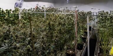 Indoor Plantage G&uuml;ssing