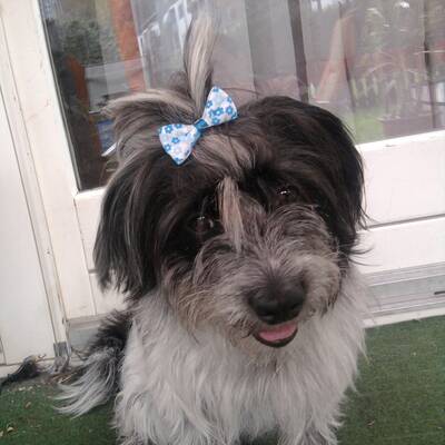 Hundewahl - Lennox, 14 Moante