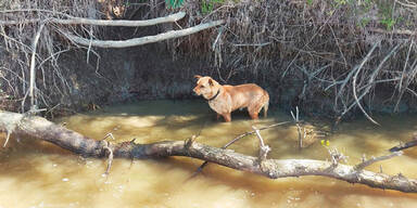 Hund ertr&auml;nkungsversuch