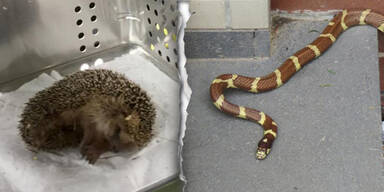 Rettungseinsatz f&uuml;r Igel und Schlange