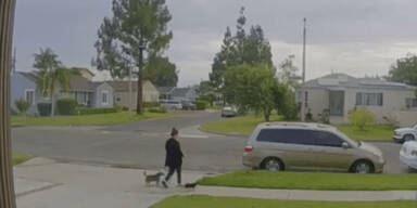 Frau beim Gassigehen vom Blitz getroffen - tot