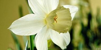 Fr&uuml;hling in den eigenen vier W&auml;nden