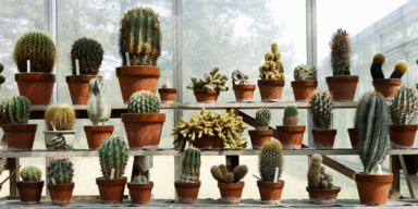 Frau schmuggelte hunderte Kakteen an ihrem K&ouml;rper nach Neuseeland