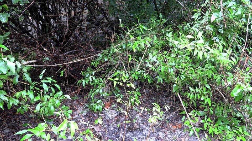 Frauenleiche in Vorarlberg