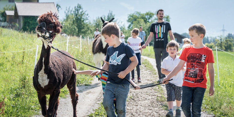 Freitag beiden Alpakas