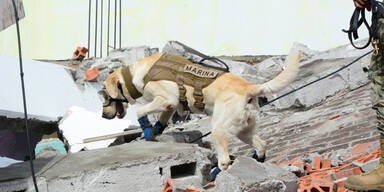 Mexiko feiert Rettungsh&uuml;ndin "Frida"