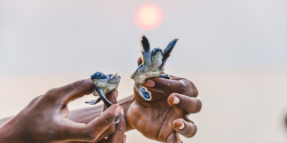 Von der Wüste bis in die Südsee