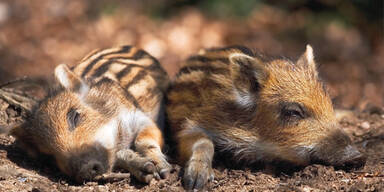 Buben qu&auml;lten Ferkel zu Tode