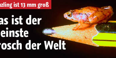 Das ist der kleinste Frosch der Welt