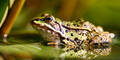 Frosch
