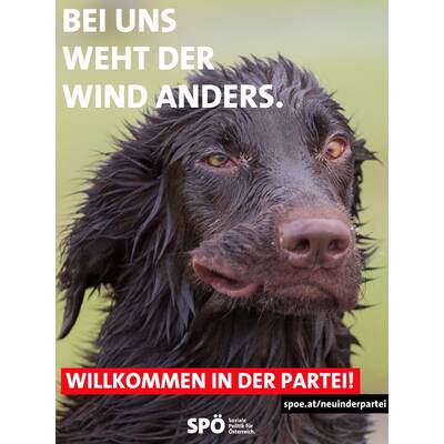 Schnitzel & Co.: Die kuriose Kampagne der SPÖ