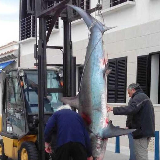 Fischer fangen Riesen- Fuchs-Hai auf Mallorca