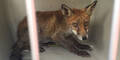 Wiener Polizei rettet diesen süßen Jung-Fuchs