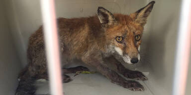 Wiener Polizei rettet diesen süßen Jung-Fuchs
