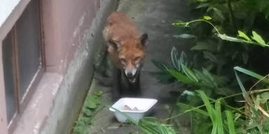 Wiener Polizei rettet diesen süßen Jung-Fuchs