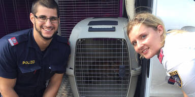 Wiener Polizei rettet diesen süßen Jung-Fuchs