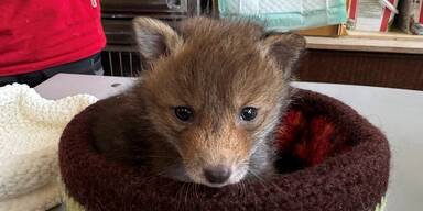 Fuchswelpe in einem Körbchen - Wildtierschutz - Tierschutz Austria