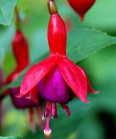 Fuchsia Blüte