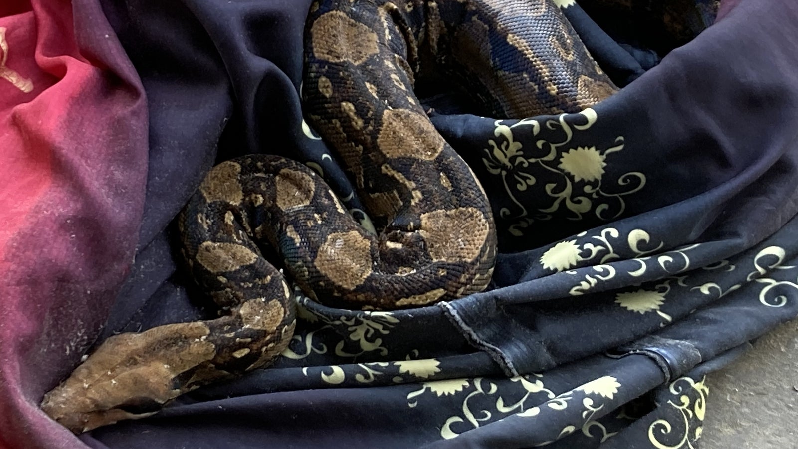 6 Meter Python 1,6 Meter lange Netz-Python auf Mülldeponie ausgesetzt - oe24.at