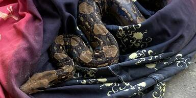 1,6 Meter lange Netz-Python auf M&uuml;lldeponie ausgesetzt