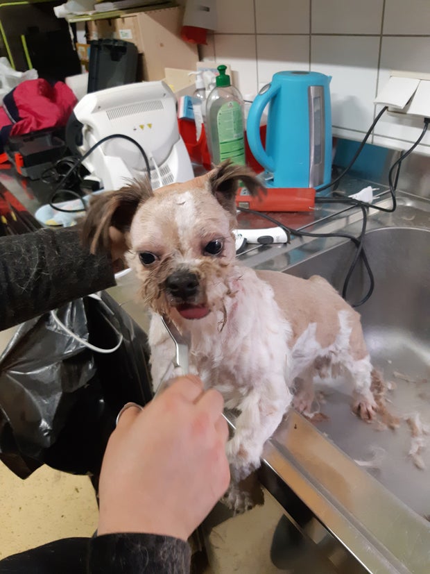 Junghund entkommt Höllen-Käfig - gerettet