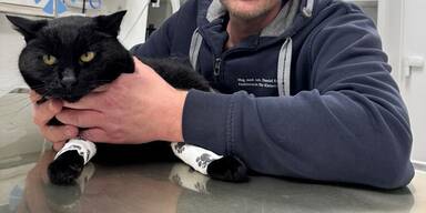 Fundkater aus Mondsee