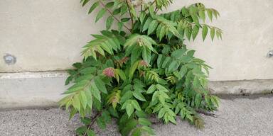 Stadt Wien rottet invasiven G&ouml;tterbaum aus