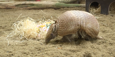 G&uuml;rtel tier.PNG