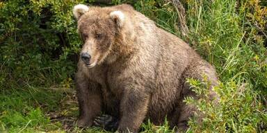 "Fat Bear Week":  Wahl zum fettesten Bären der Welt startet in Alaska