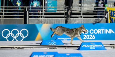 Wolfshund auf der Loipe: Besitzer melden sich zu Wort